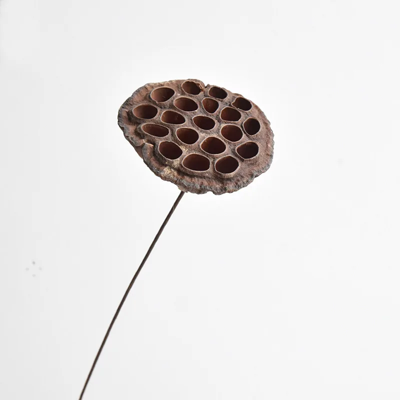 2022 most popular real natural dried seedpod of the lotus for dry Christmas decoration