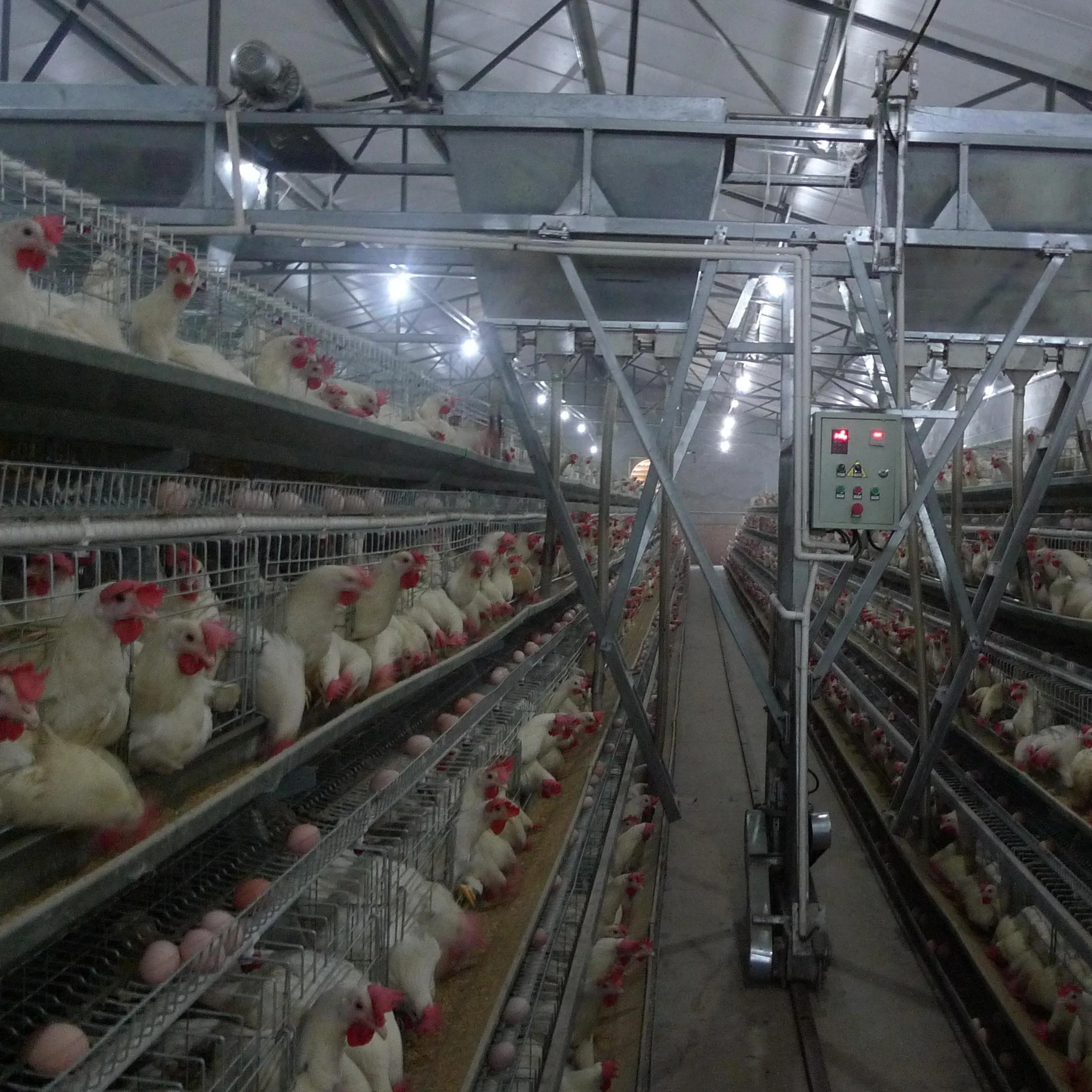 Сельское хозяйство стальная конструкция птицефабрики курица кур-несушек