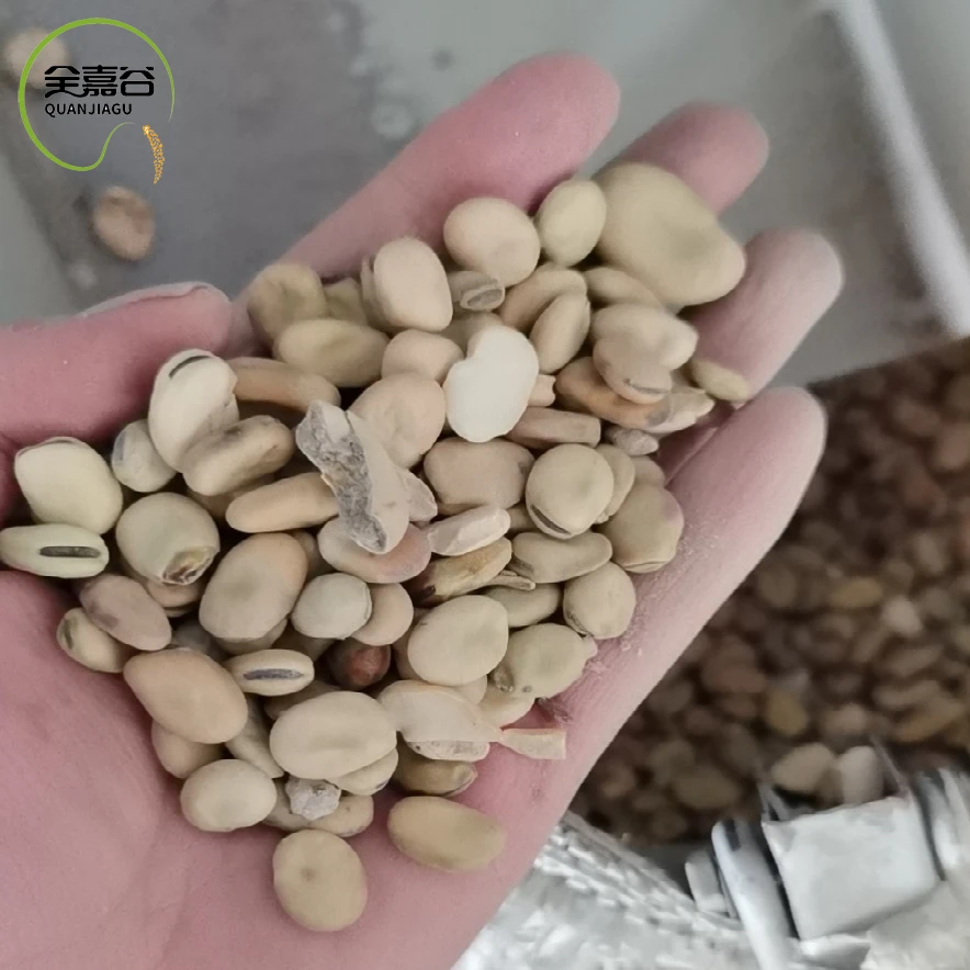 Сушеные бобы/фасоль/Фава бобы фабричная цена для пищевых продуктов для животных корм для животных