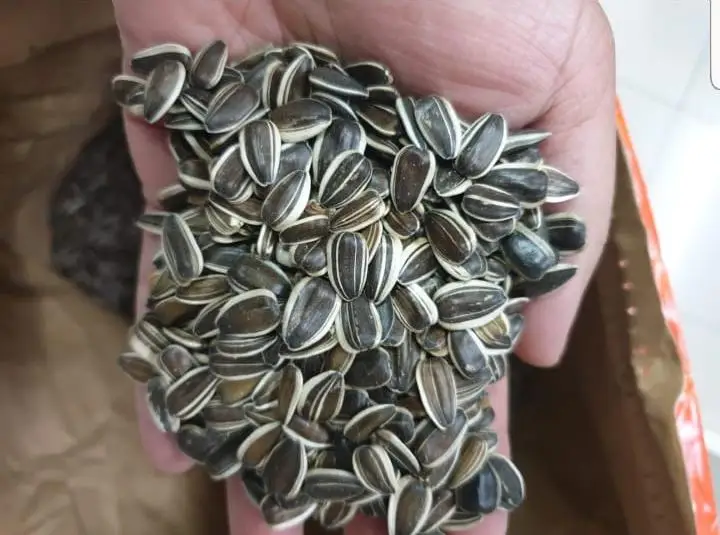 Good Quality 20/64 Dakota Striped Sunflower Seeds Wholesale 2021 Bulgarian Origin Natural Packaging Raw Top Grade