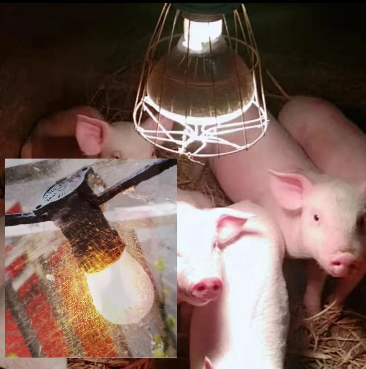 Guangzhou Factory direct sell CE IEC IP65  plant growth lights & Framing/Breeding lamp