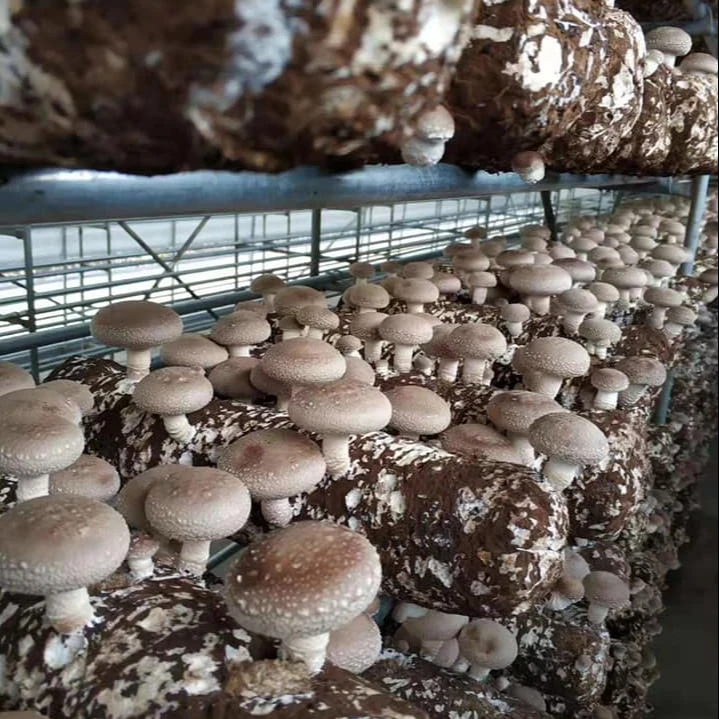 China High Yield Premium Mycelium Shiitake Mushroom Spawn Grow Bags