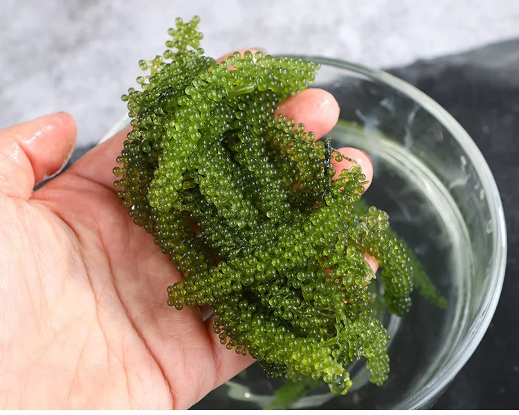 LONGEVITY DEHYDRATE LATO SEAWEED