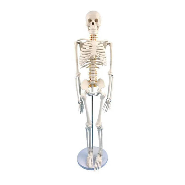 Most popular in Human Skeleton For Biology Lab Education