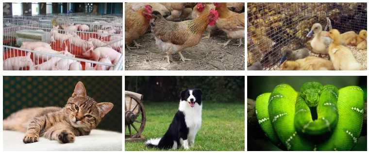 Куриный Брудер лампа курятник панельный