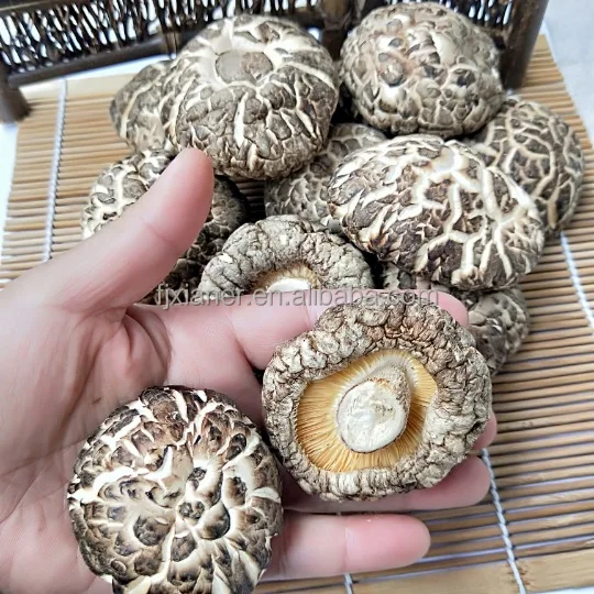 Wholesale Forest Mushroom Organic Dried Shiitake Mushroom Best Dried Shiitake Mushroom