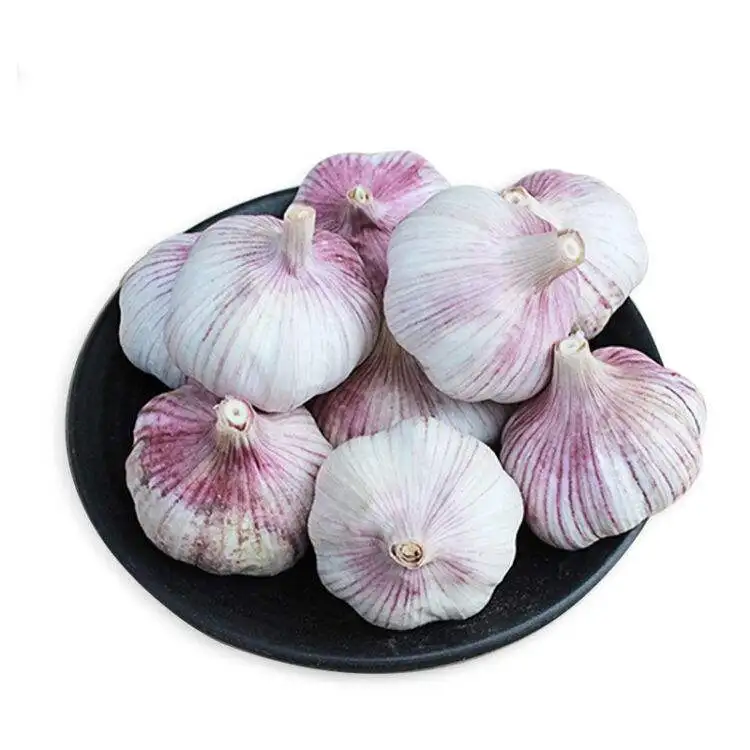 New Crop Fresh Normal White Garlic