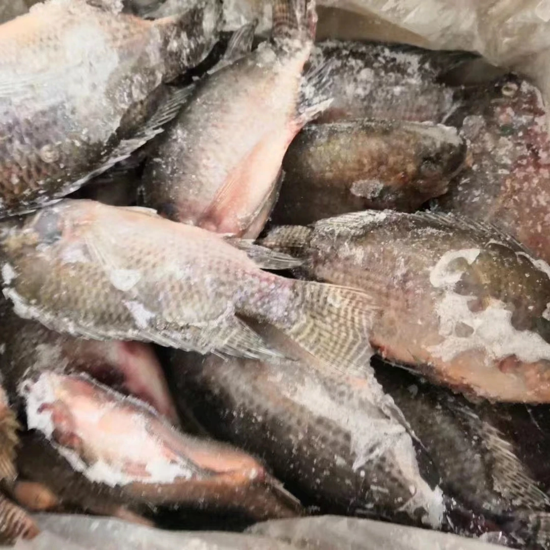 China Cheap Fresh alive quick-frozen fish tilapia frozen supplier wholesale fish tilapia