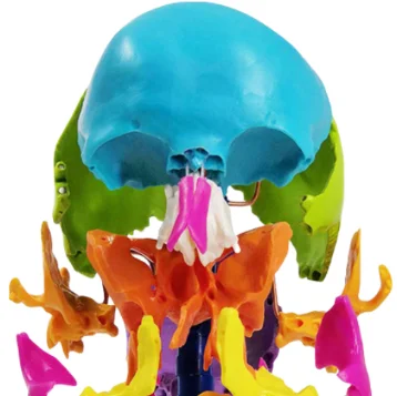 ADA-A164C Hot Sale Didactic Color Human Skull Model,Life  Size,Exploded  Skull  Model Medical Teaching Hot Selling Model