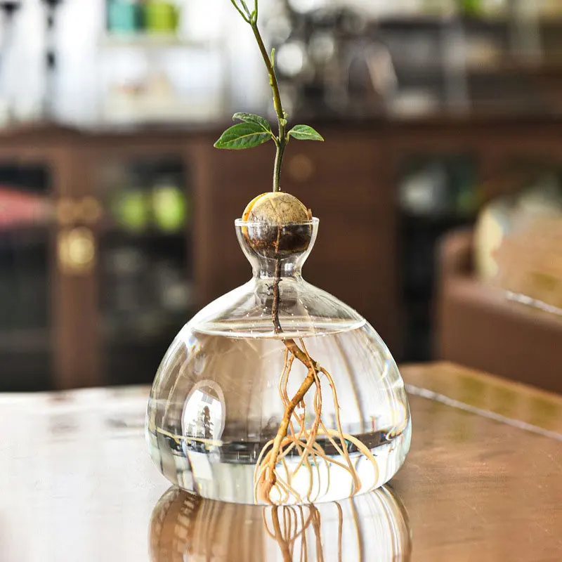 Glass Avocado Propagation Vase Clear Avocados Hyacinths Walnuts Vase Bulb blown glass vase for home