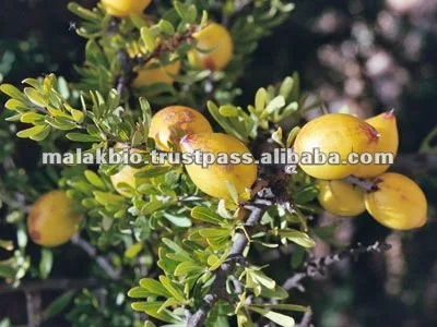 day cream with argan oil 50 gr for skin and face natural products skincare malak bio clean hydratation for men and women all ski