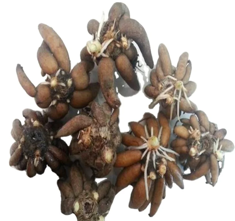 Hua mao gen natural roots Ranunculus asiaticus bulbs for planting