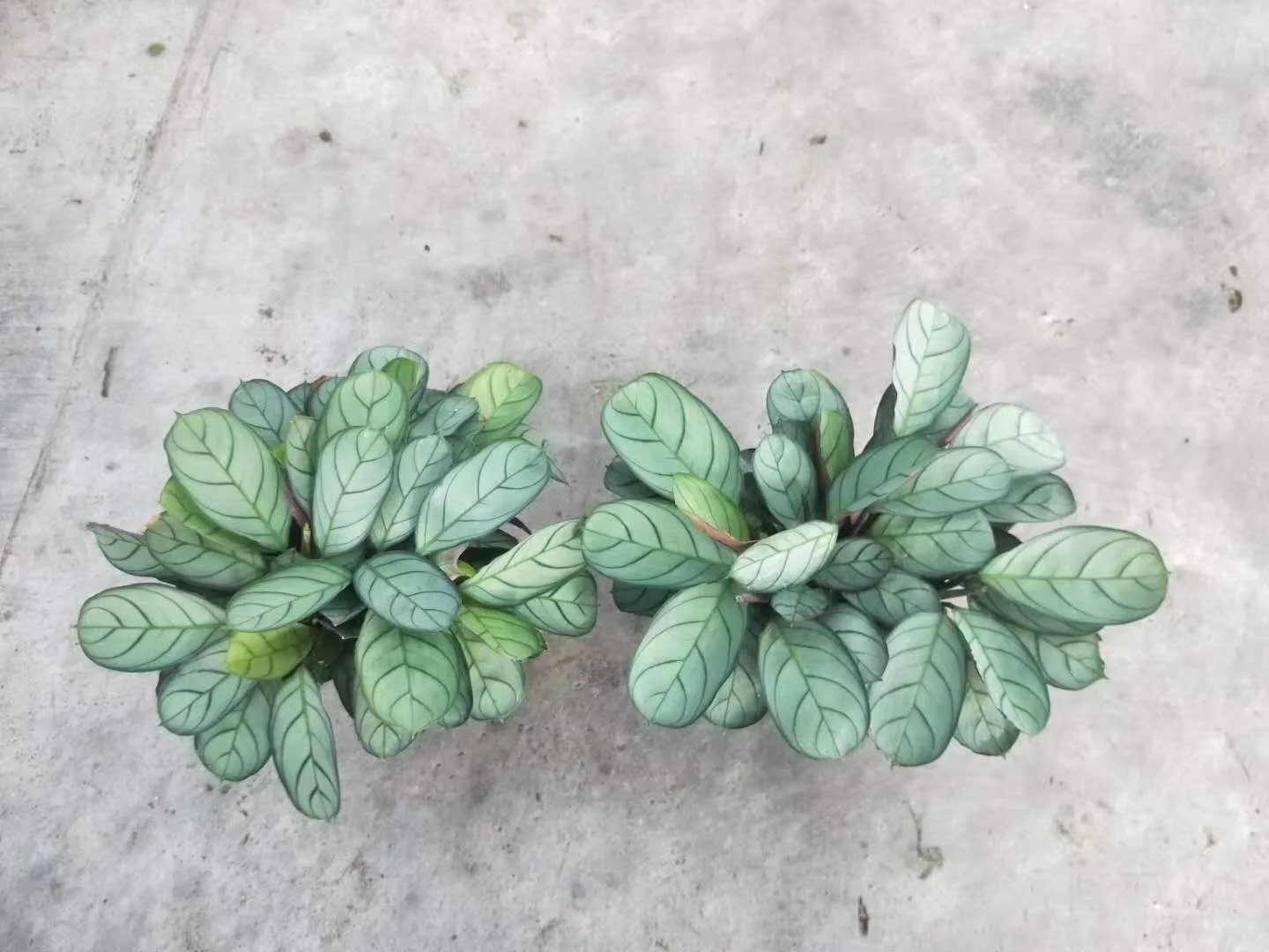 Tissue culture seedlings Plant Silver