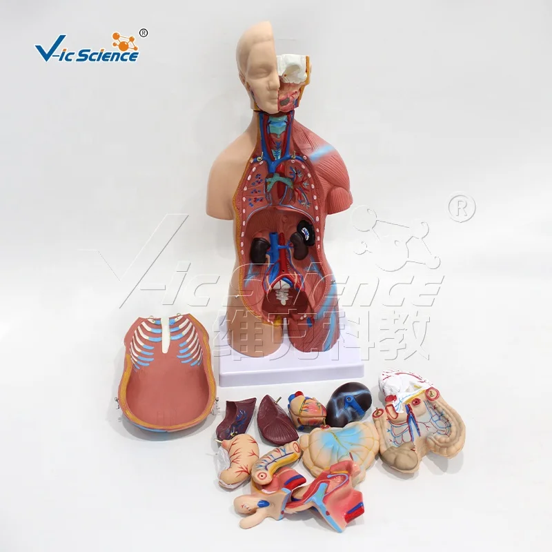 medical models 45cm male and female torso model (23 pieces) anatomical system