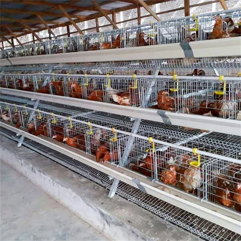 3 tiers 4 tiers Chicken Egg Layer Battery Cage For Tanzania Poultry Farm