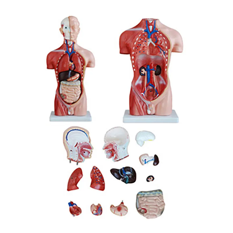 High-quality 42cm male trunk teaching model