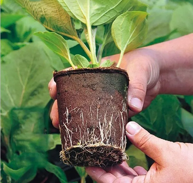 Biodegradable Recycle 12 cavity Tray Square Site Seeding Planter Potting Seeds Starter Grow Flower Plant Nursery Trays