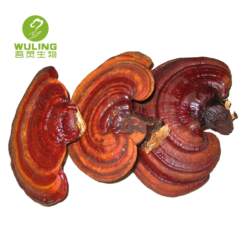 Лидер продаж, экстракт грибов рейши