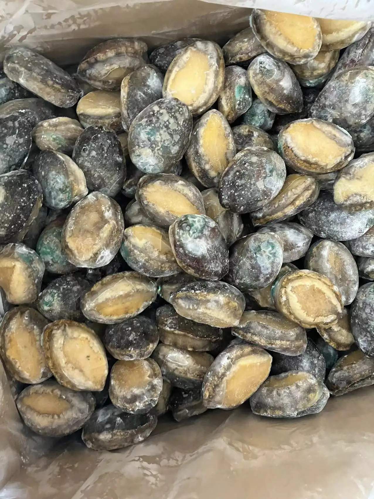 Competitive Frozen Abalone Shell-off IQF Boiled Abalone Meat Chinese Exporter Importer Frozen Seafood Mussel Meat Without Shell