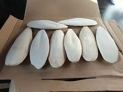 Size: 5-30 cm - Dried Cuttlefish Bone - Competitive price from Vietnam - Holiday +84-845-639-639