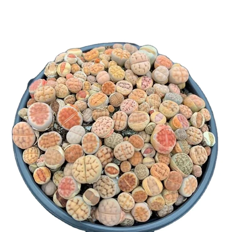 
Attractive Price New Type Fashion Design Succulent Artificial Plants Wholesale 