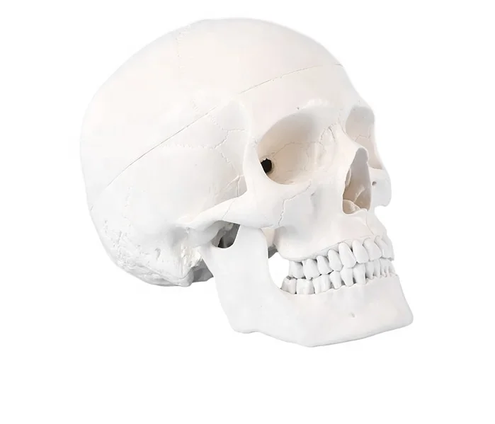 Adult Skull Anatomical Model Life Size Human Skull Model 3 Parts Lab with Removable Skull Articulated Models