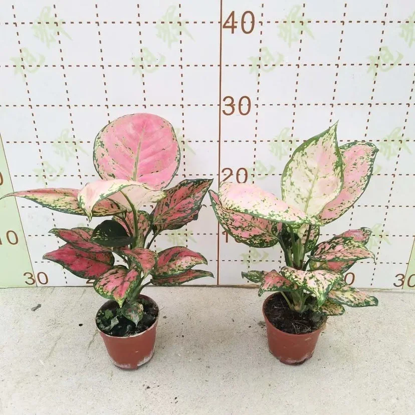 
 Aglaonema Ruyi  