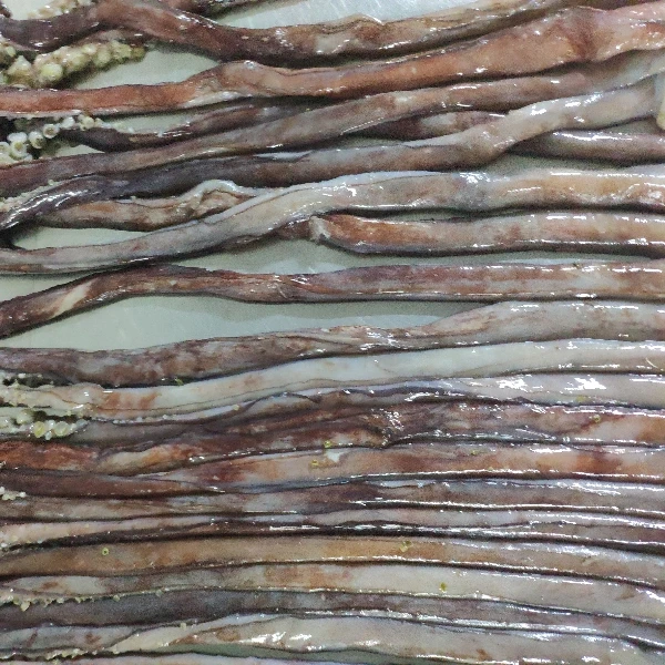 
 Индийский кальмар, сексуальная щупальца, Морец, Перу, кальмар, маленькая щупальца BQF  