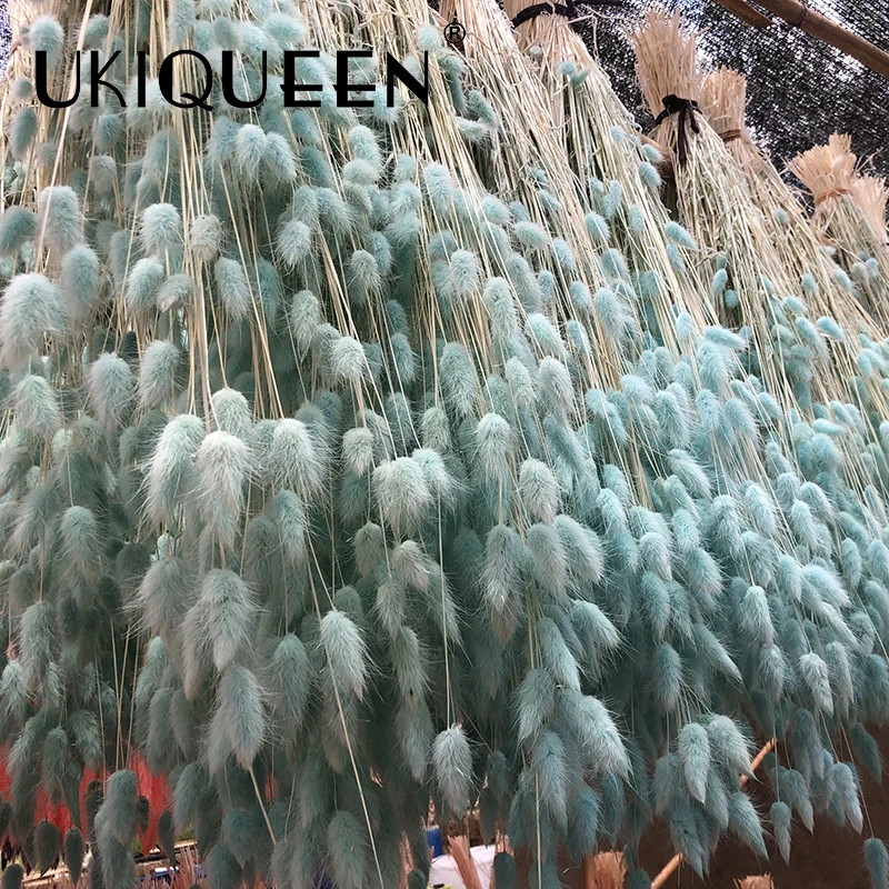 Yunnan Culinan factory wholesale dried flowers natural lagurus ovatus bunny rabbit tail grass