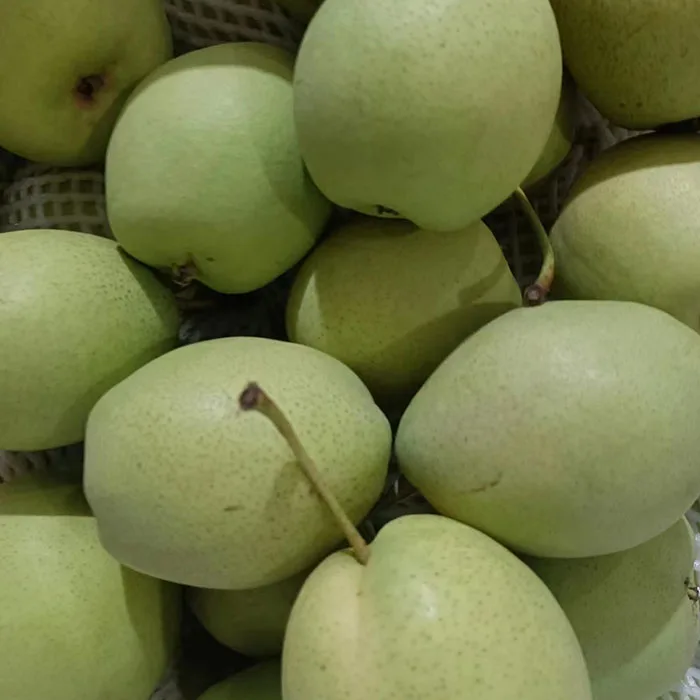 Новый сезон зеленый Шаньдун/nashi груша/песчаная груша