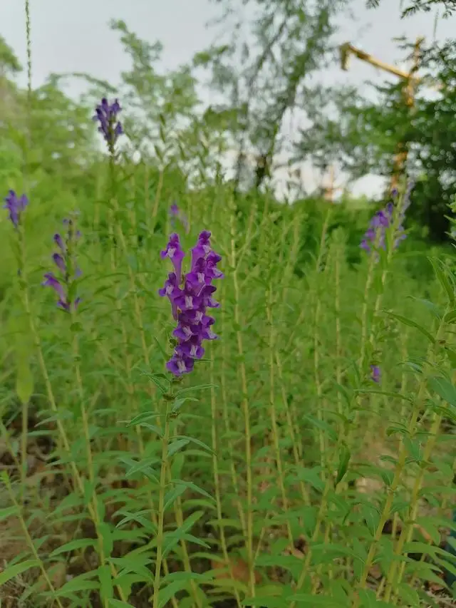 Traditional Chinese Medicinal Herbs Natural baikal skullcap extract baicalin supplement