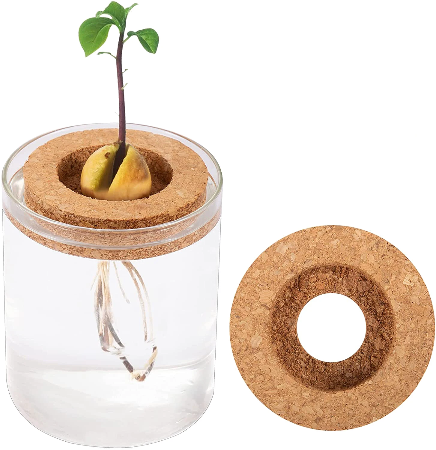 Seed Tray and Clean Water Container Best Gift for Kids Adult Friends Gardening Lovers Avocado Seed Grow Kits