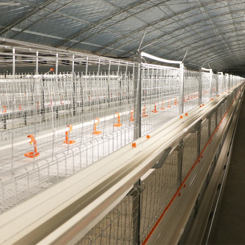 Automatic system broiler chicken cage broiler poultry farming equipment automatic layer cages