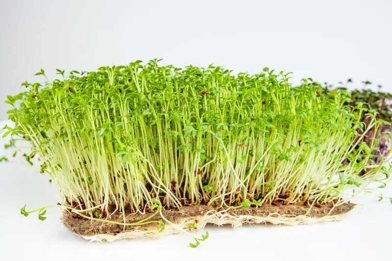 Прорастающий коврик для выращивания microgreens растительное волокно джутовое джутовый войлок