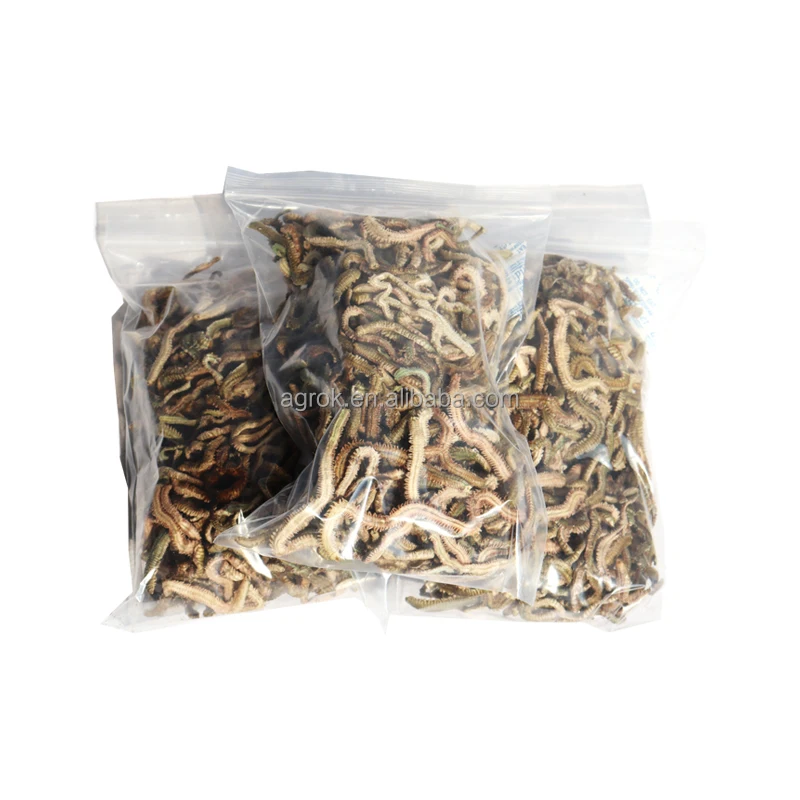 ALotFish Fishing Lures Living Lugworm Fishing Bait Freeze Dried Green Lugworm Bulk Package Worms