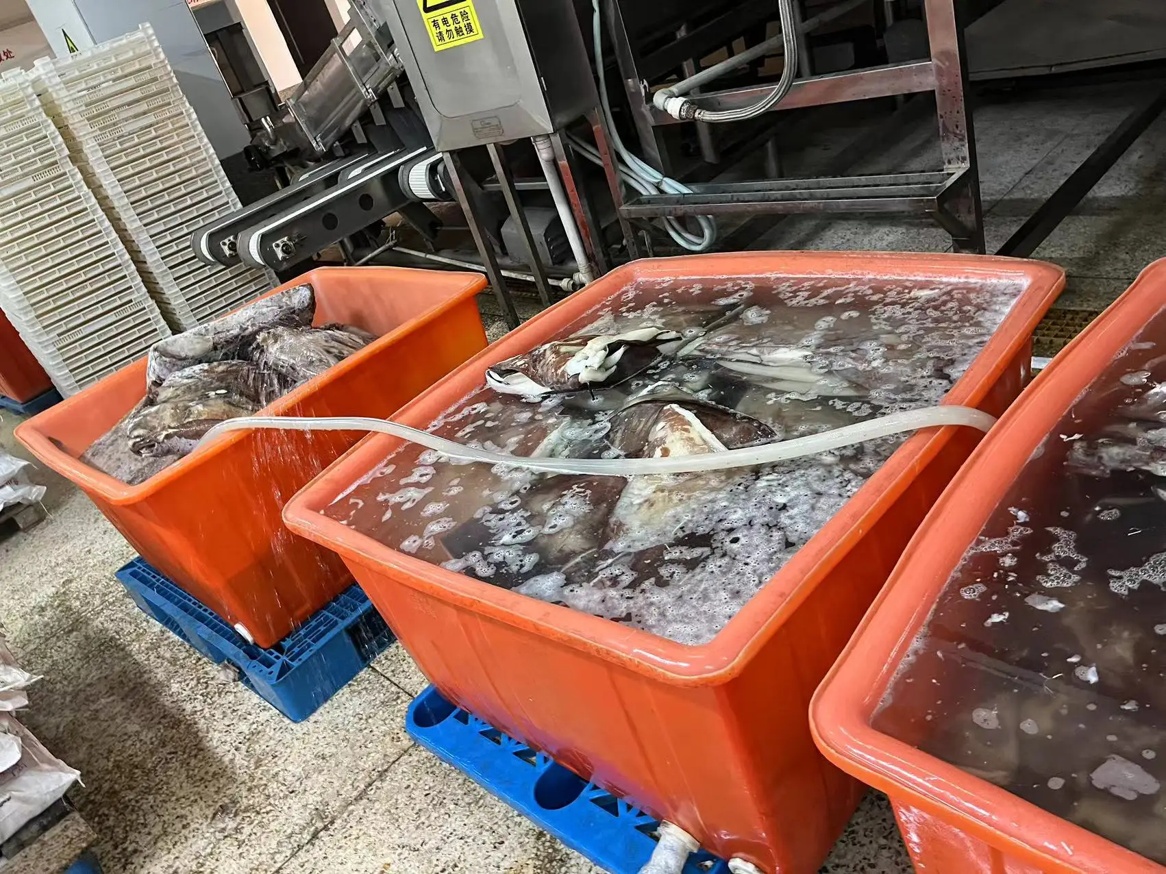 Frozen Giant squid wings skin on dosidicus gigas wings Peru Squid wings with skin