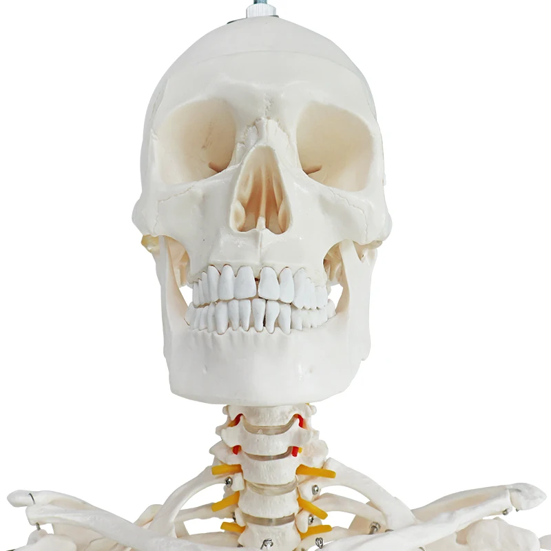 life-size human skeleton model model of human skeleton with nerves 170cm human skeleton model manikin