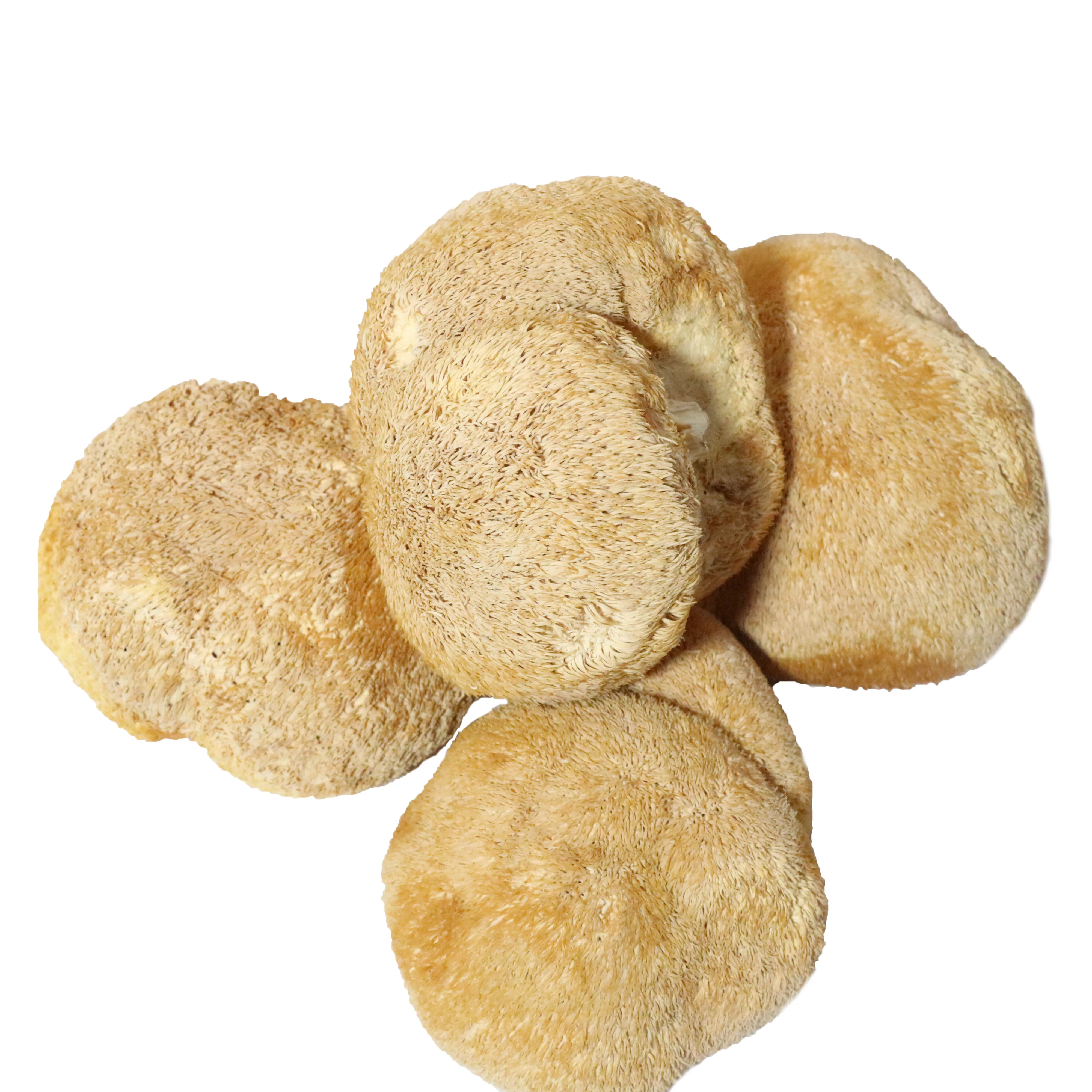 High Quality Bulk dried lions mane mushroom hericuim erinaceus mushroom extract