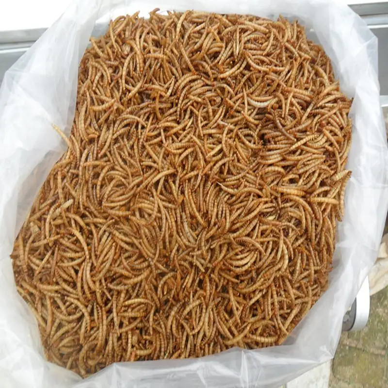 Aquaculture Material Dried Insect Protein Mealworm Wholesale Dried Yellow Mealworms Pet Food Bird Food Feed Hamster Snacks