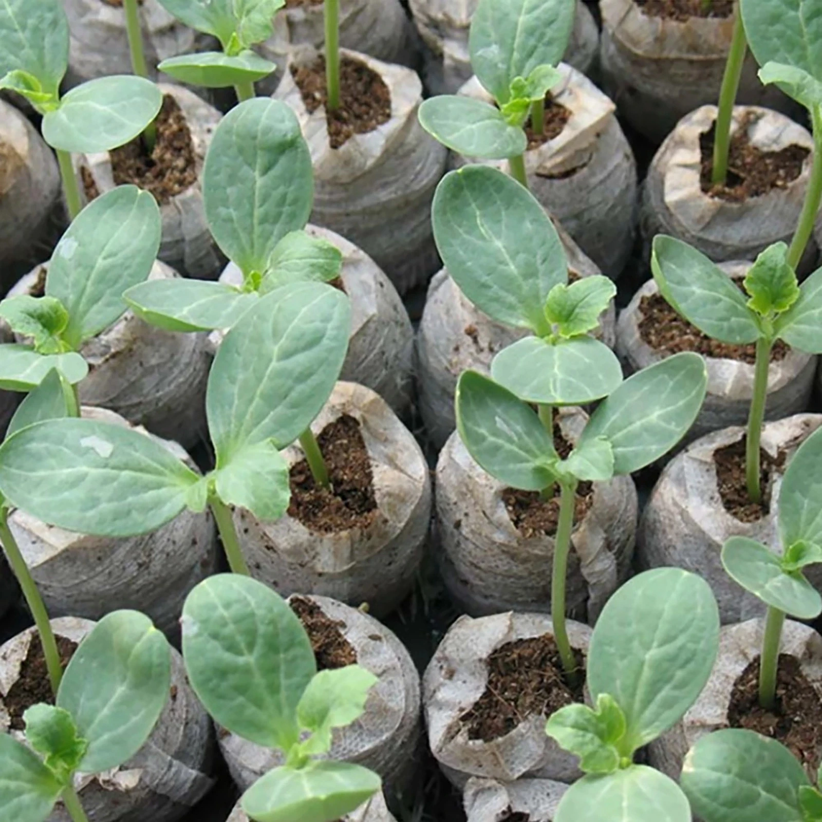 20 шт. кокосовые волокна вилки оптовая продажа койра гранулы кокосовый торф гранул для выращивания растений