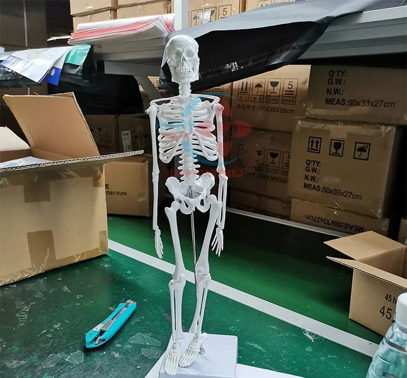 HC-S201 Life-Size Human Skeleton Model 180cm for Medical Teaching in Medical Anatomical