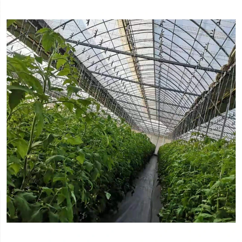 Affordable Greenhouses that Outperform in Durability and Wind Resistance