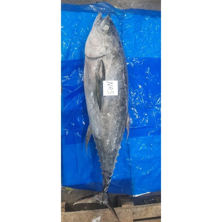 Yellow Fin Tuna Whole Round Dwt Frozen Tuna Fish Frozen Yellow Fin Tuna Wr
