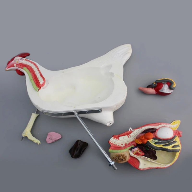 Cow stomach  Anatomy Medical Anatomical  detachable cattle animal educational model