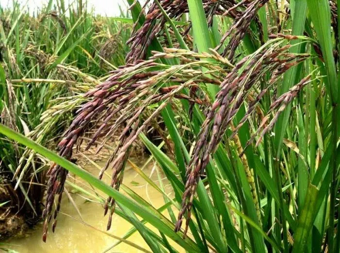  Оптовая продажа высококачественный 100% натуральный рисовый рис из Таиланда