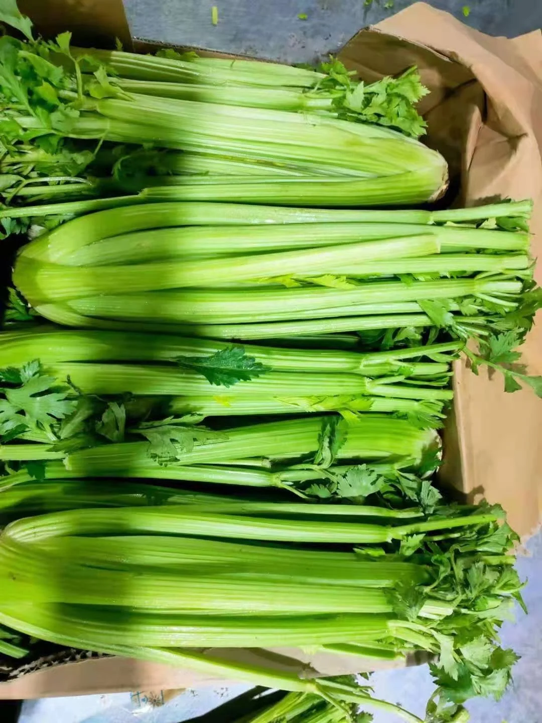 2021 new crop  Fresh Green Celery from China  factory price fresh celery  hot sale Chinese celery