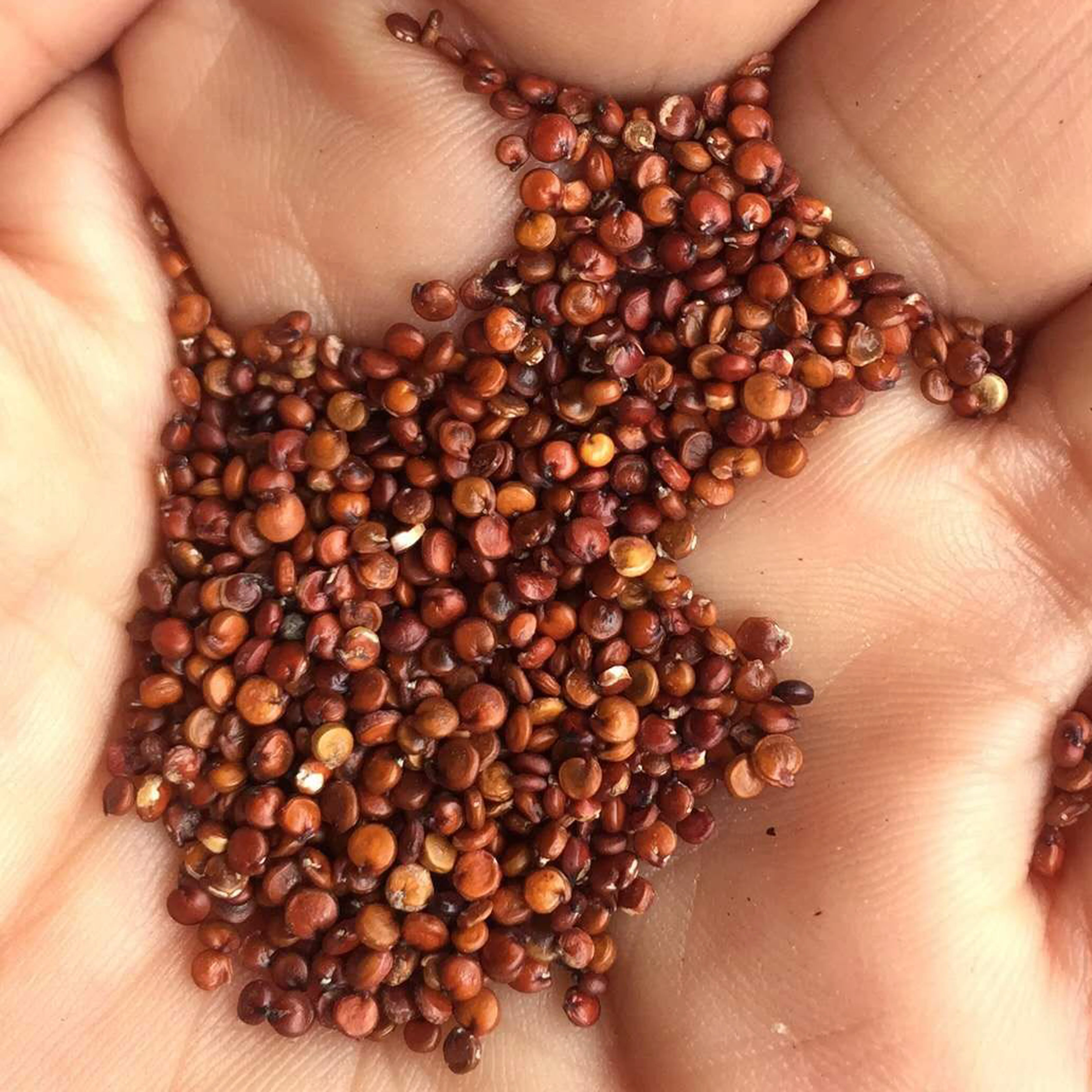 Высококачественный протеин quinoa для продажи