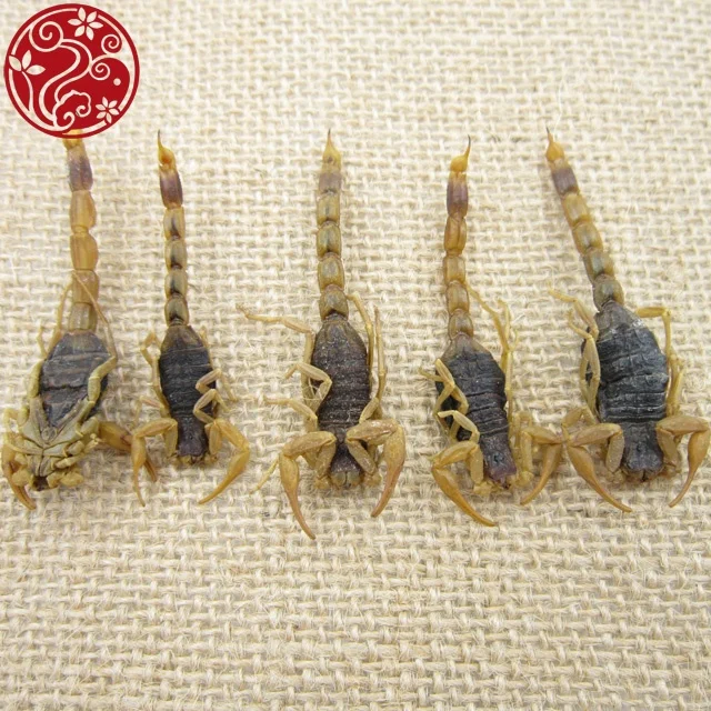 
bulk supply dried scorpion Quan xie medicinal materials 