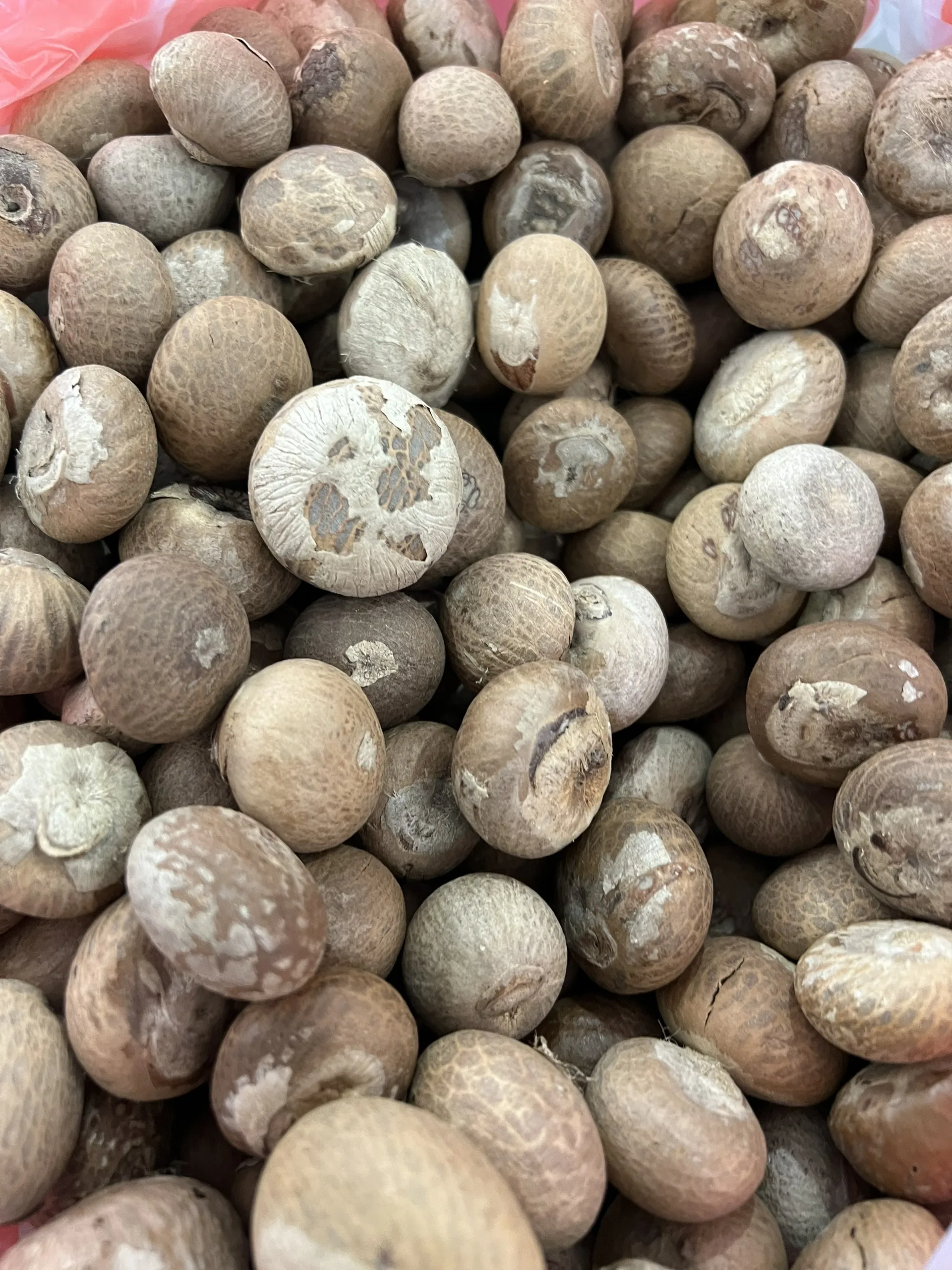 ***BEST CHOICE*** Natural Dried Betel Nut From Vietnam 2022 With High Quality And Good Prices