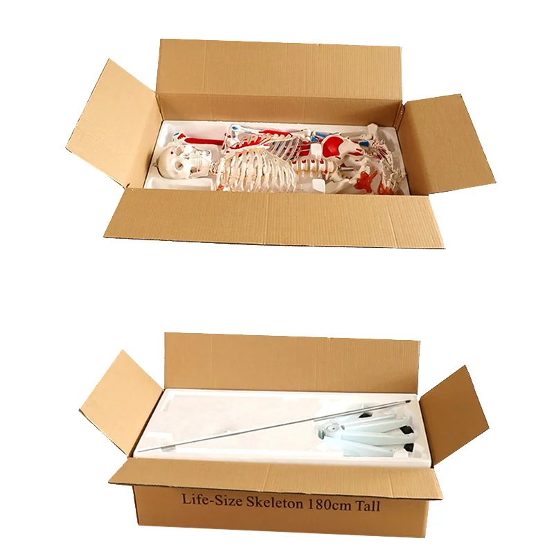 Human Simulation PVC Model Human Skeleton Anatomy Model 180cm With Colored Muscle And Ligament